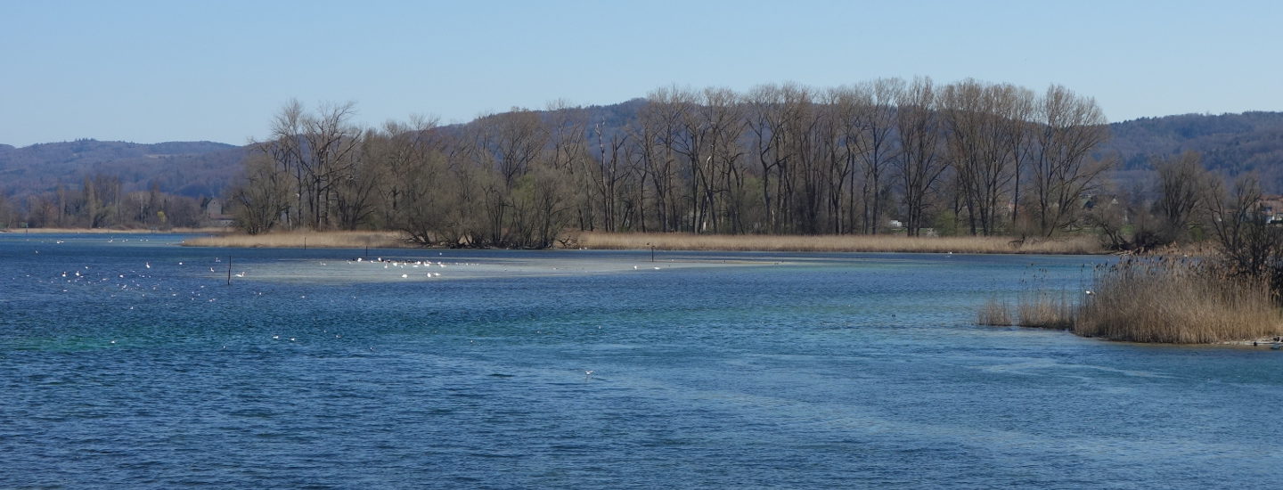 Blick von der Insel Werd auf das Vogelschutzgebiet